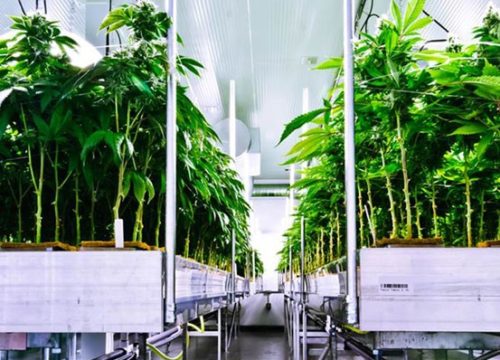 Perpetual Cannabis Harvest