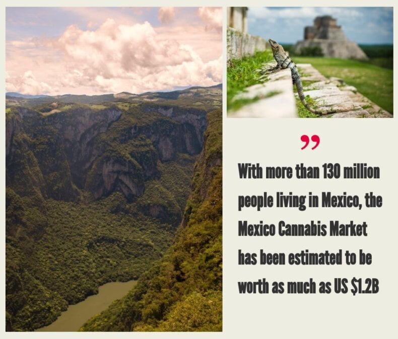 Mexico Cannabis Market