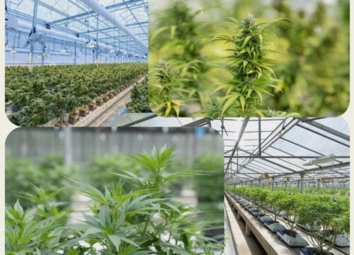 How Much Does it Cost to Grow Cannabis in a Greenhouse?