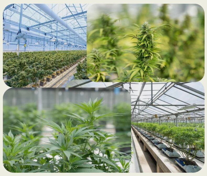 How Much Does it Cost to Grow Cannabis in a Greenhouse?