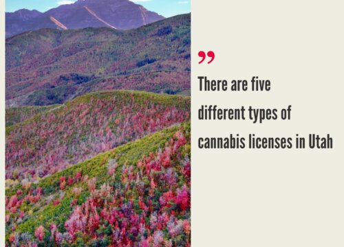 How to Start a Cannabis Business in Utah?